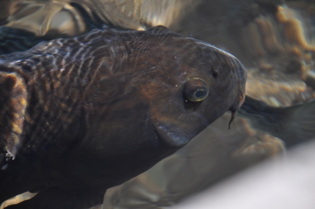fish, lake mead marina